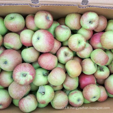 2015 saison de récolte pour Jiguan Apple